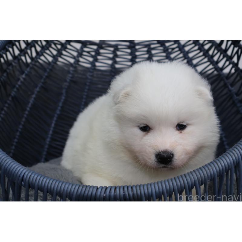 販売中の栃木県のサモエド-444929の4枚目