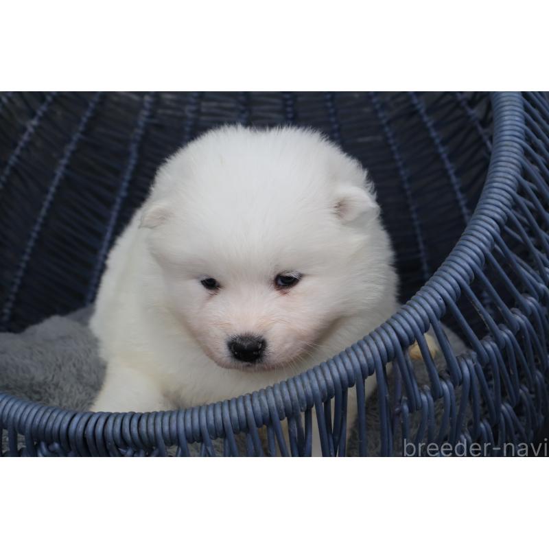 販売中の栃木県のサモエド-444929の3枚目