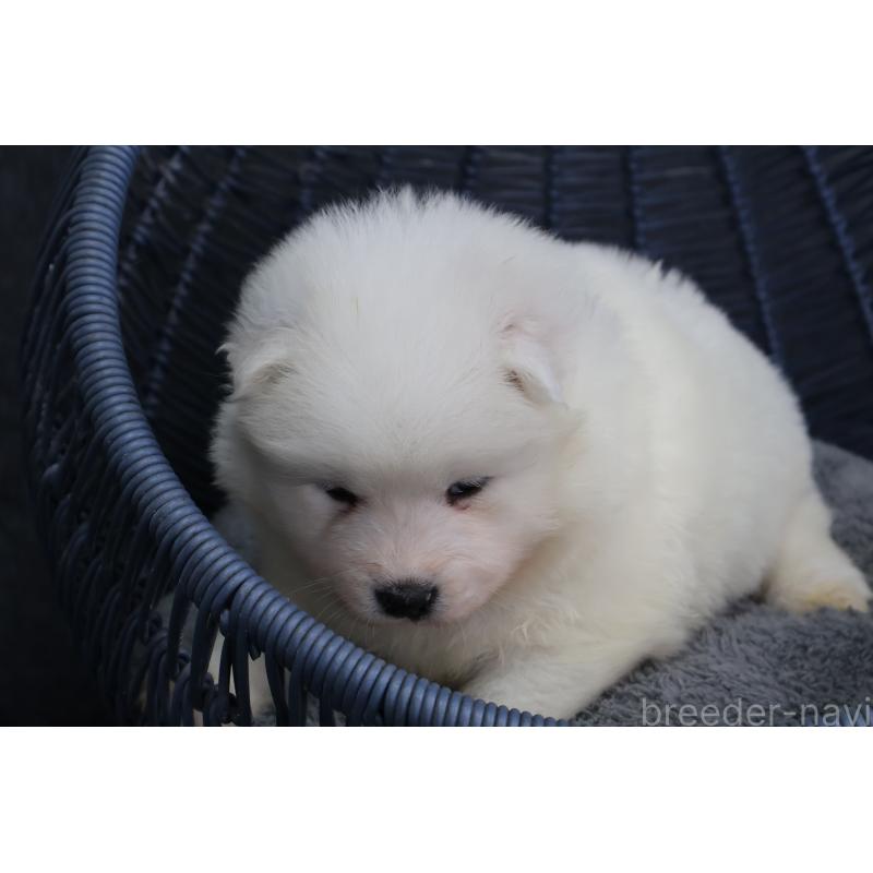 販売中の栃木県のサモエド-444929の2枚目