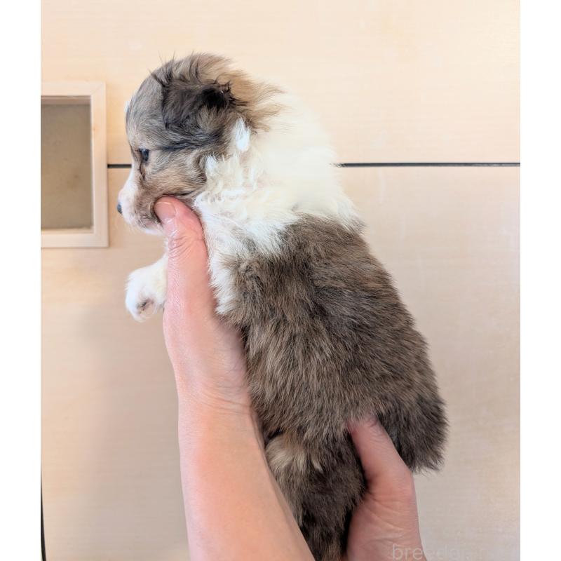 販売中の北海道のシェットランドシープドッグ(シェルティ)-444935の2枚目