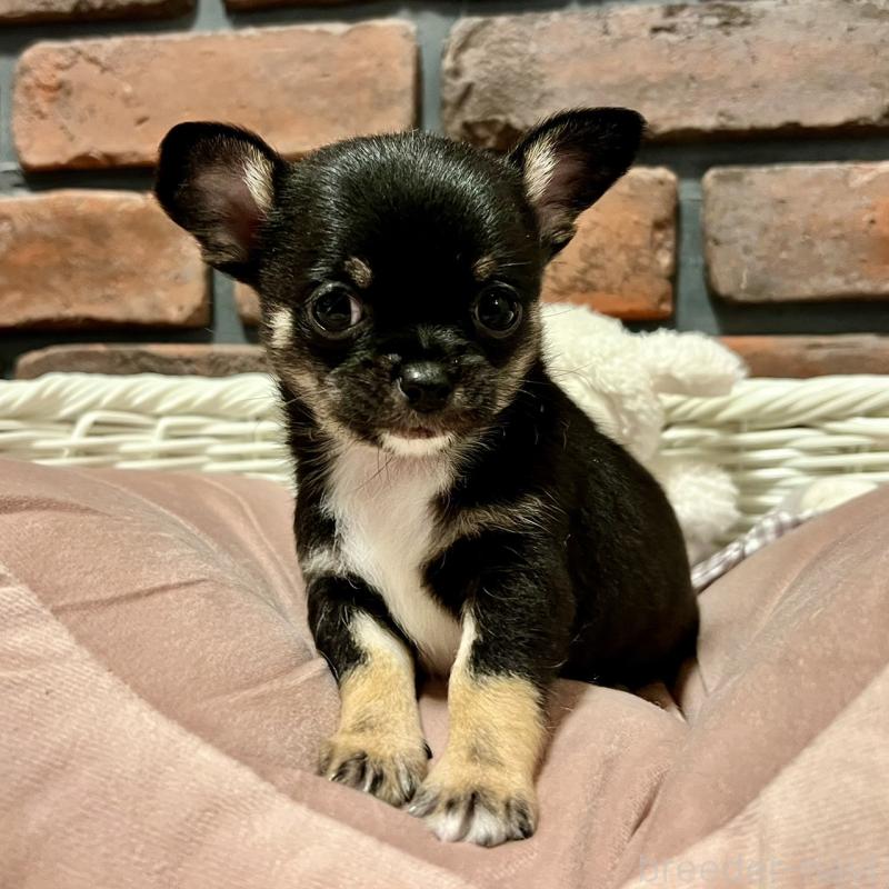 販売中の徳島県のチワワ(スムースコート)-444933の1枚目