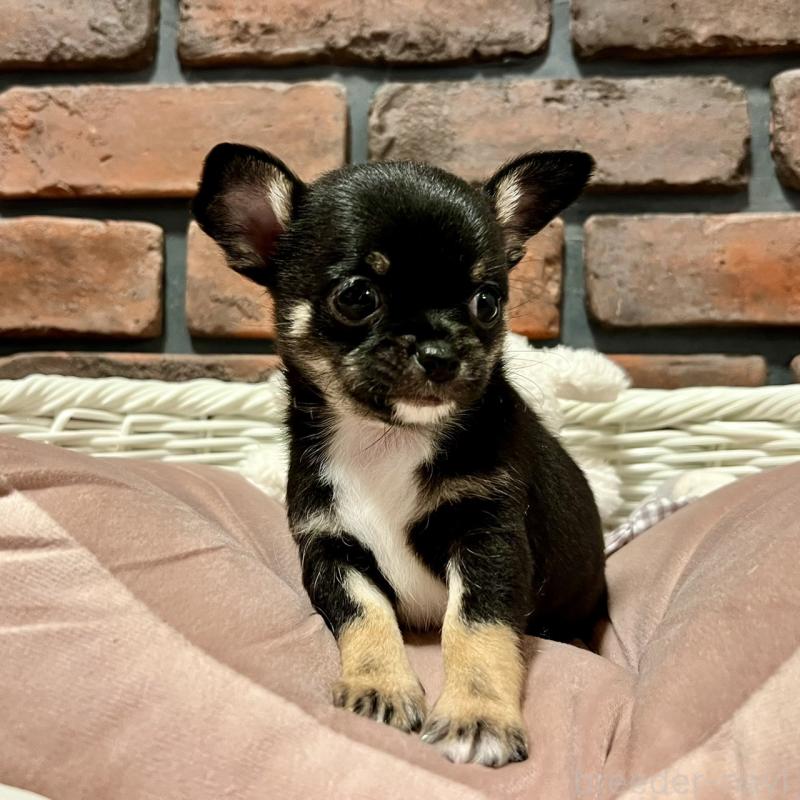 販売中の徳島県のチワワ(スムースコート)-444933の6枚目