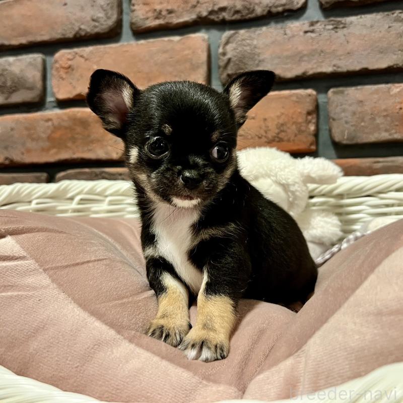 販売中の徳島県のチワワ(スムースコート)-444933の5枚目