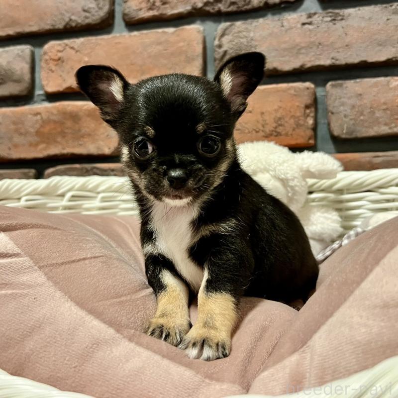 販売中の徳島県のチワワ(スムースコート)-444933の4枚目