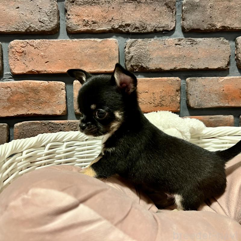 販売中の徳島県のチワワ(スムースコート)-444933の3枚目