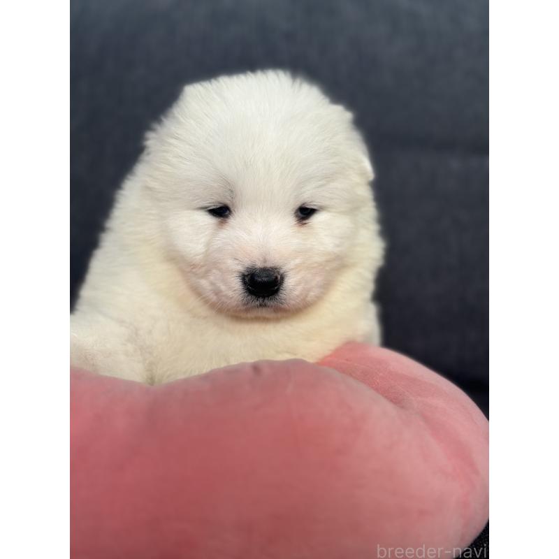 販売中の栃木県のサモエド-444931の9枚目