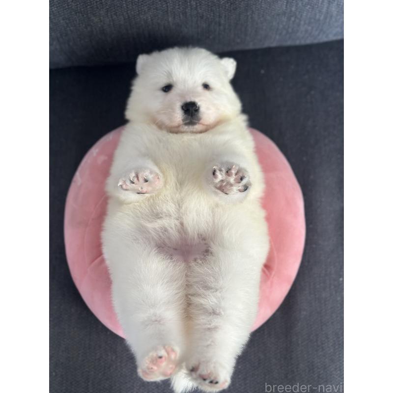 販売中の栃木県のサモエド-444931の8枚目