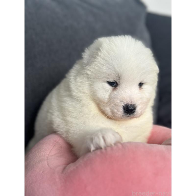 販売中の栃木県のサモエド-444931の6枚目