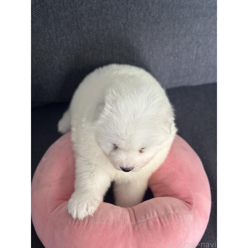 販売中の栃木県のサモエド-444931の5枚目