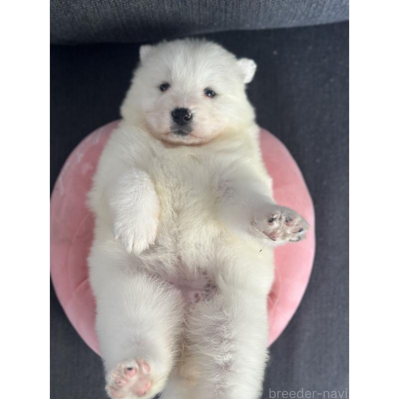 販売中の栃木県のサモエド-444931の4枚目