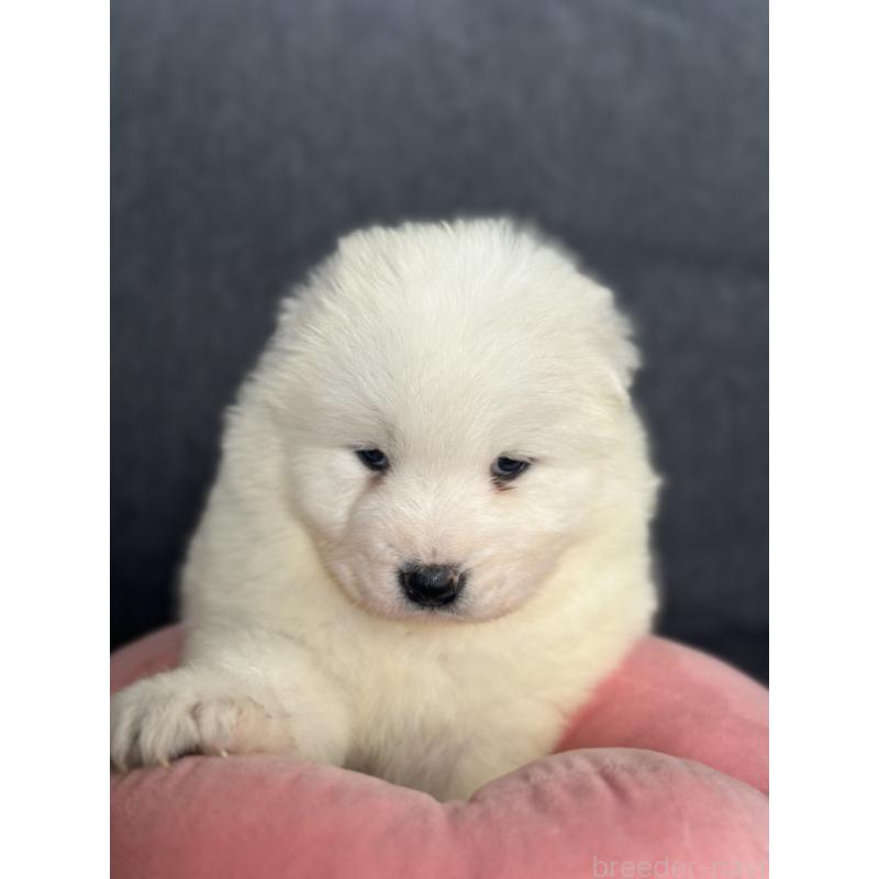 販売中の栃木県のサモエド-444931の3枚目