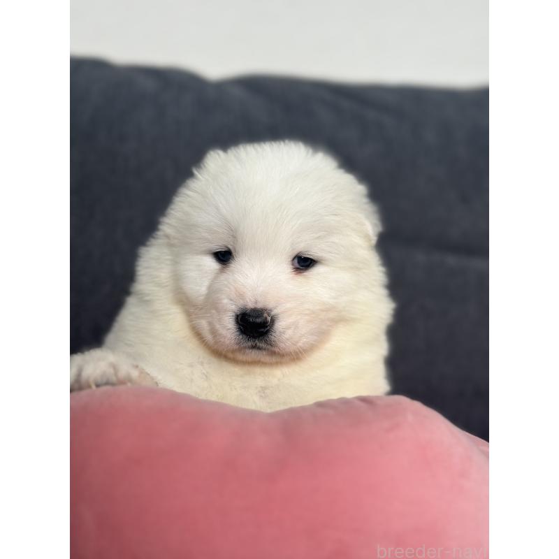 販売中の栃木県のサモエド-444931の2枚目