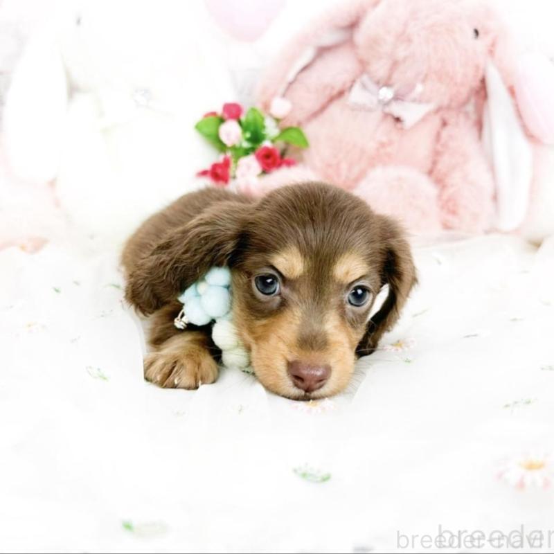 販売中の滋賀県のミニチュアダックスフンド(ロングヘアード)-444934の6枚目