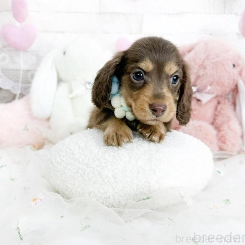 販売中の滋賀県のミニチュアダックスフンド(ロングヘアード)-444934の5枚目