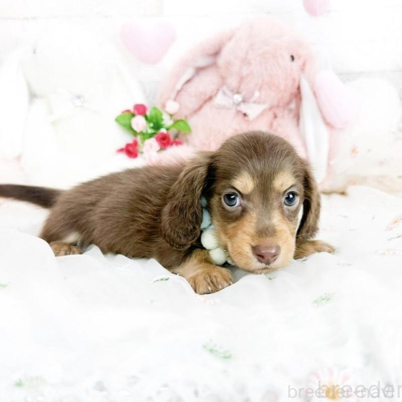 販売中の滋賀県のミニチュアダックスフンド(ロングヘアード)-444934の4枚目