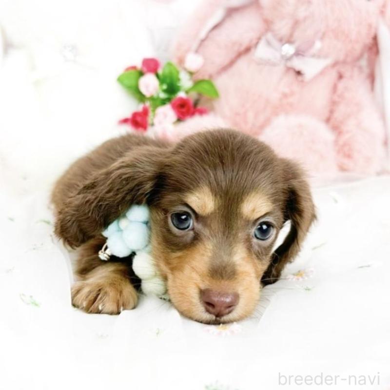 販売中の滋賀県のミニチュアダックスフンド(ロングヘアード)-444934の3枚目