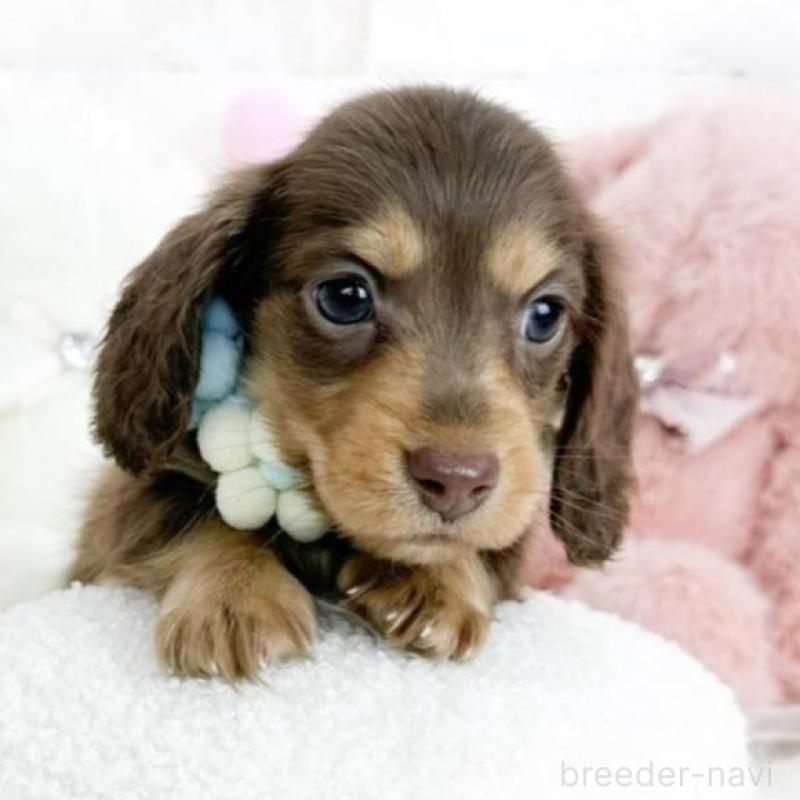 販売中の滋賀県のミニチュアダックスフンド(ロングヘアード)-444934の1枚目