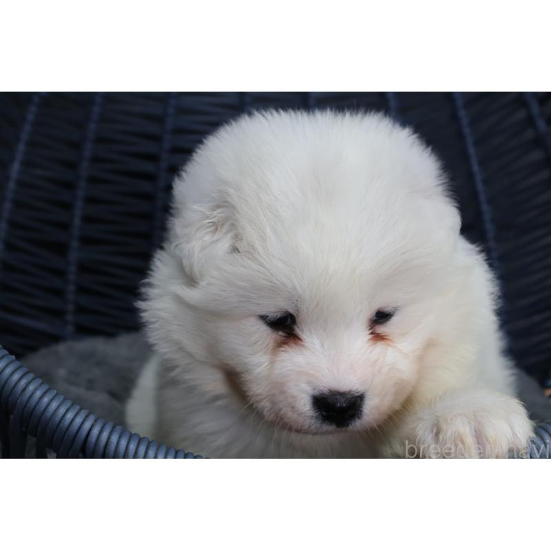 販売中の栃木県のサモエド-444937の9枚目