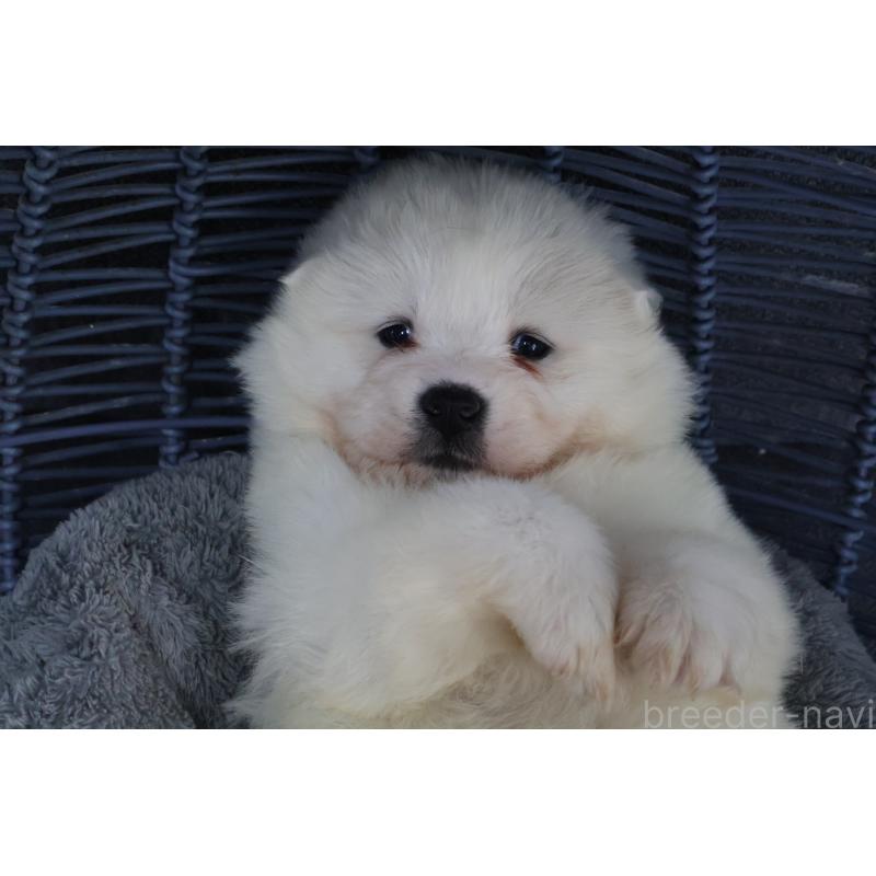 販売中の栃木県のサモエド-444937の7枚目