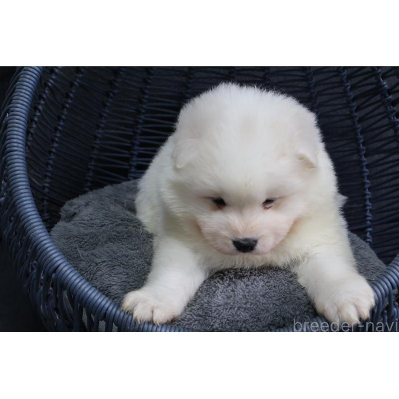 販売中の栃木県のサモエド-444937の4枚目