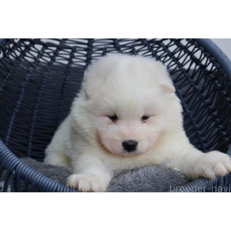 販売中の栃木県のサモエド-444937の3枚目