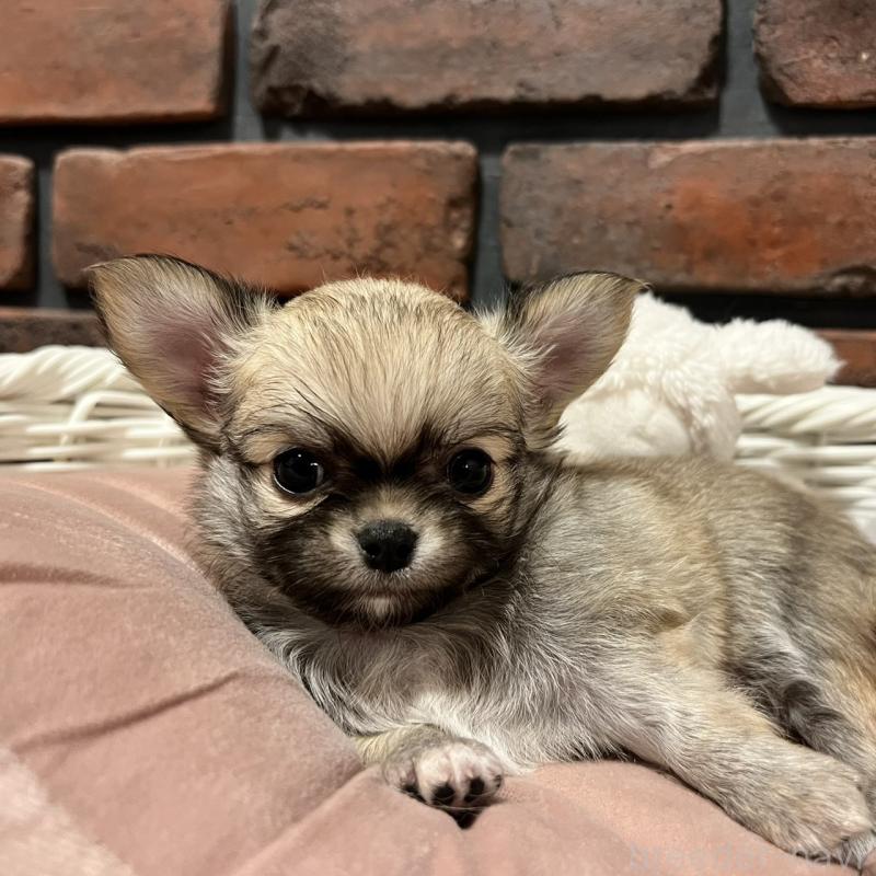 販売中の徳島県のチワワ(ロングコート)-444938の1枚目