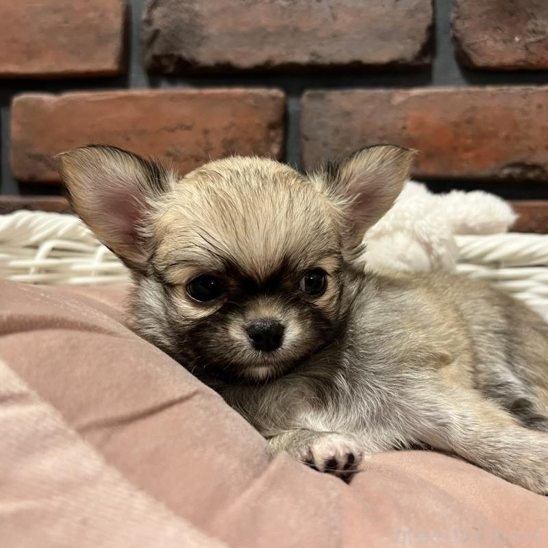 販売中の徳島県のチワワ(ロングコート)-444938の8枚目