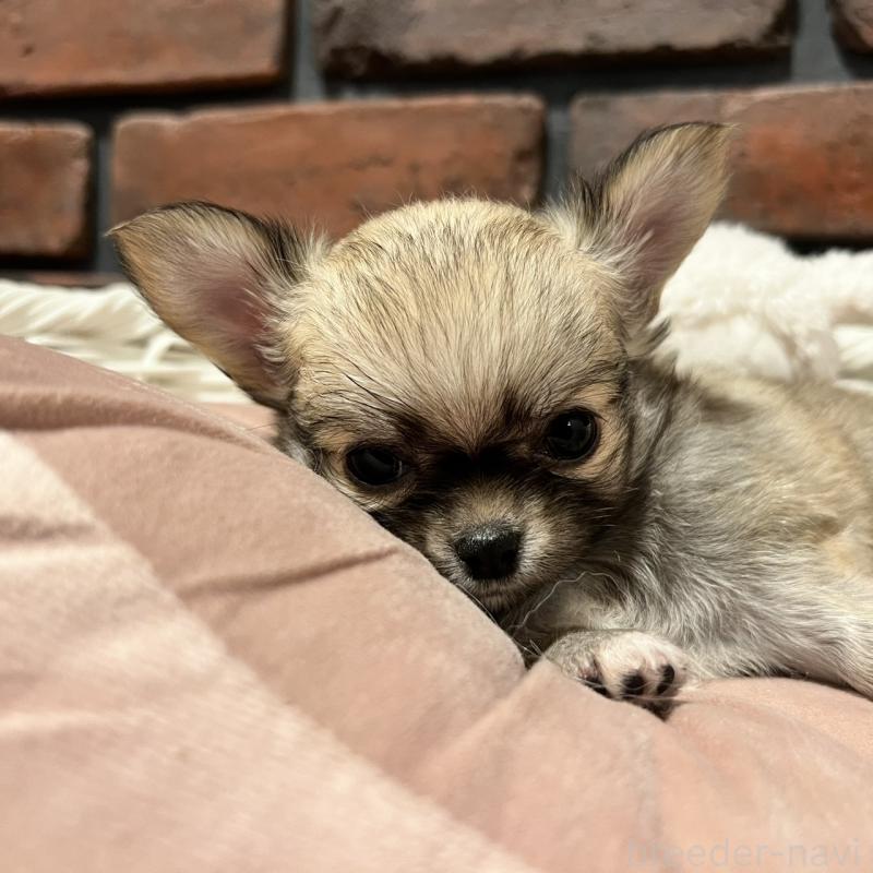 販売中の徳島県のチワワ(ロングコート)-444938の7枚目