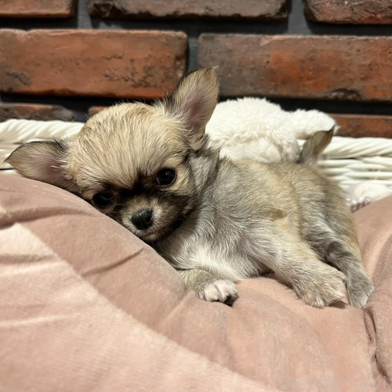 販売中の徳島県のチワワ(ロングコート)-444938の5枚目