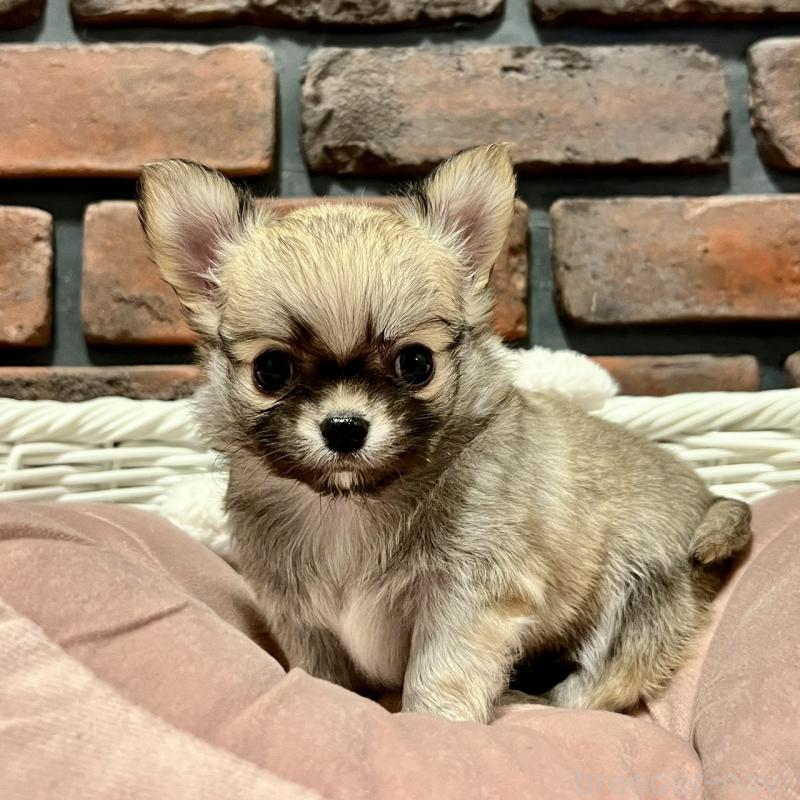 販売中の徳島県のチワワ(ロングコート)-444938の4枚目