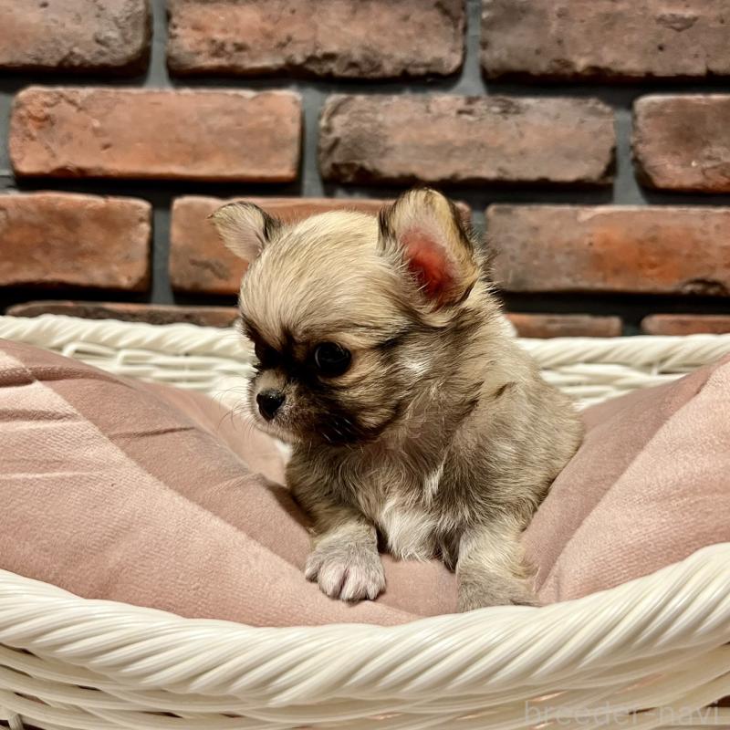 販売中の徳島県のチワワ(ロングコート)-444938の2枚目