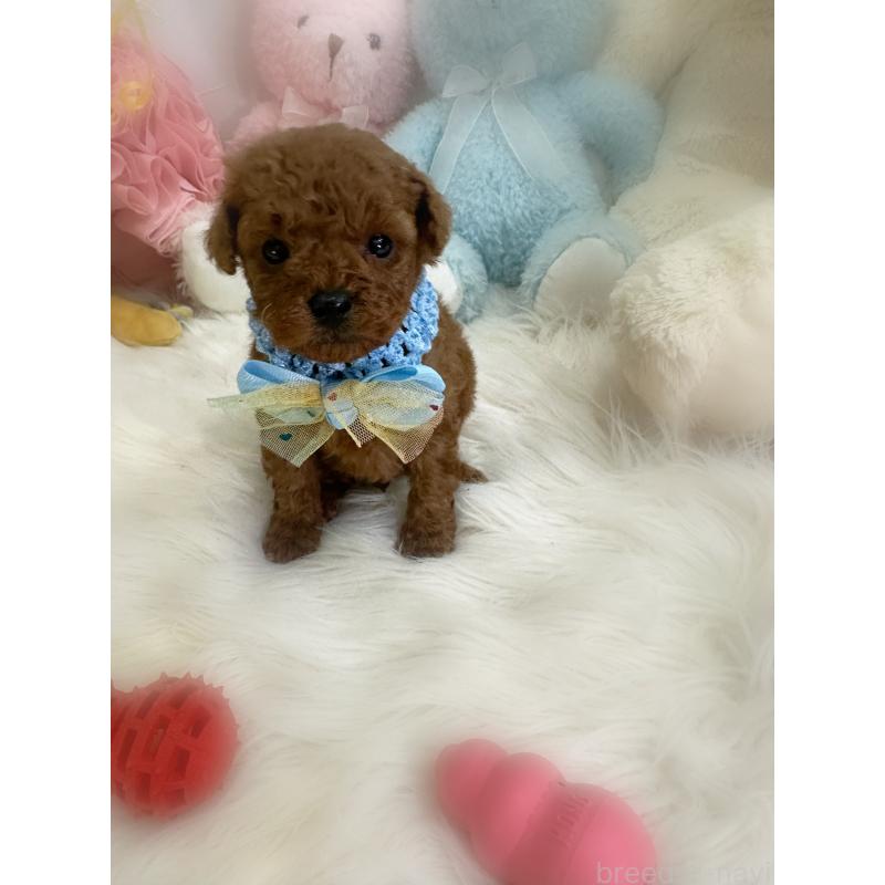 販売中の香川県のトイプードル-444945の5枚目