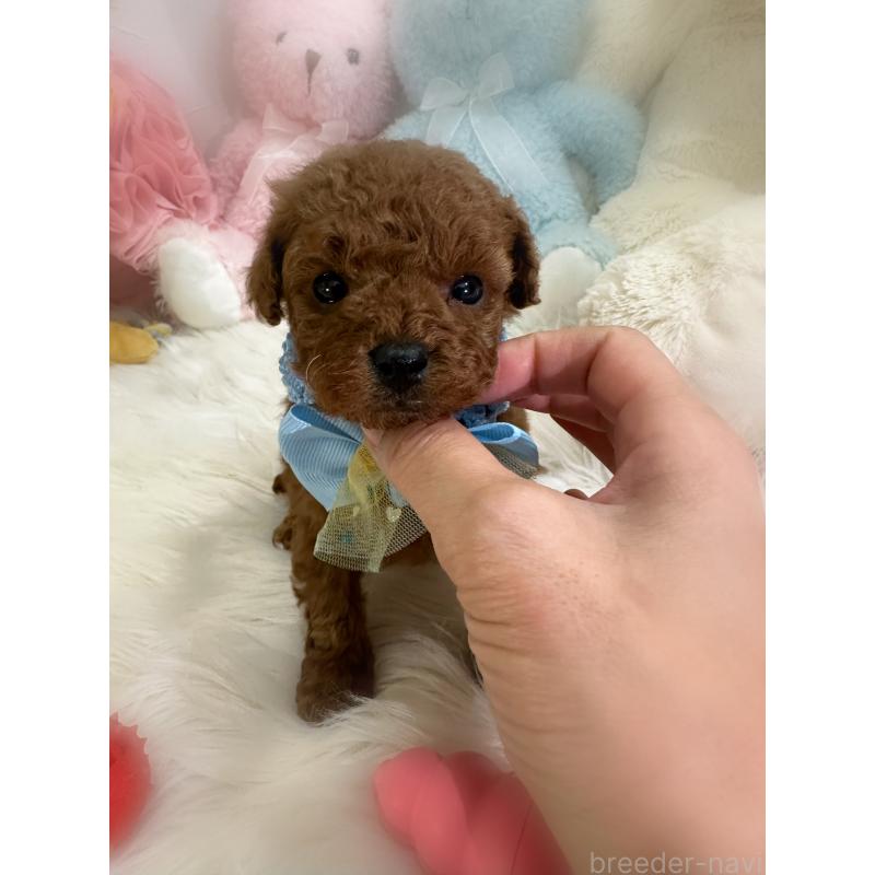 販売中の香川県のトイプードル-444945の3枚目