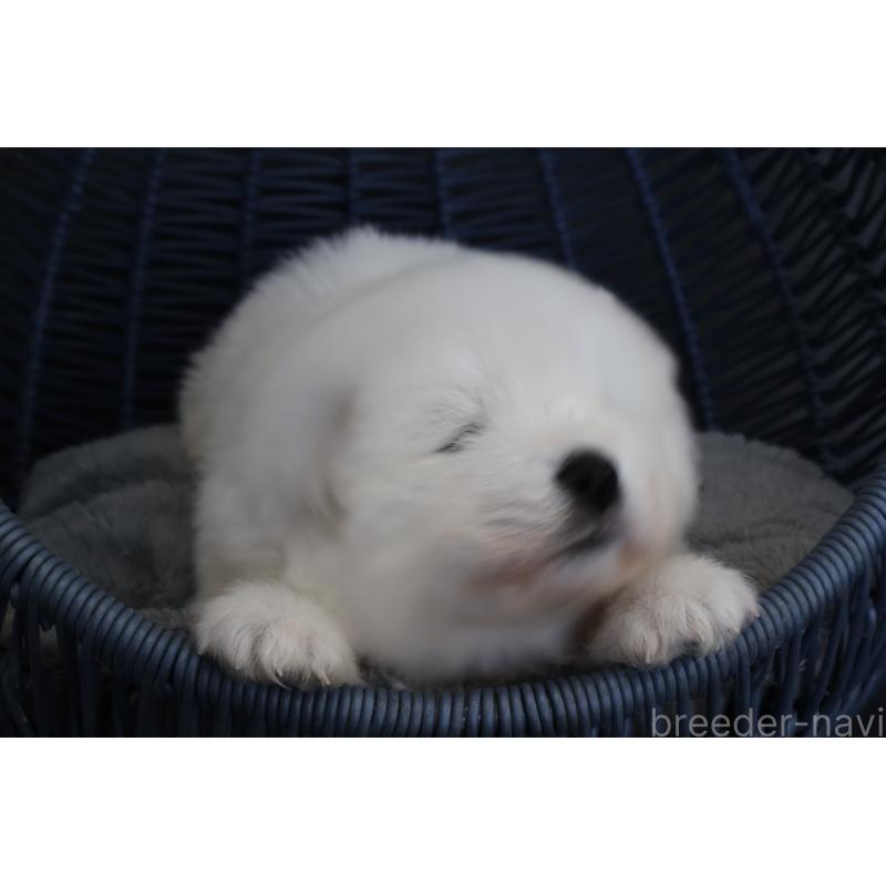 販売中の栃木県のサモエド-444941の9枚目