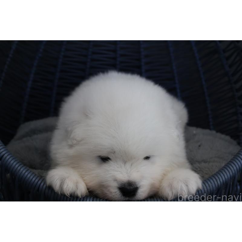 販売中の栃木県のサモエド-444941の8枚目