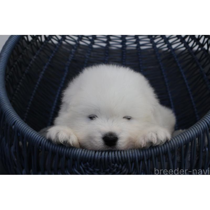 販売中の栃木県のサモエド-444941の7枚目