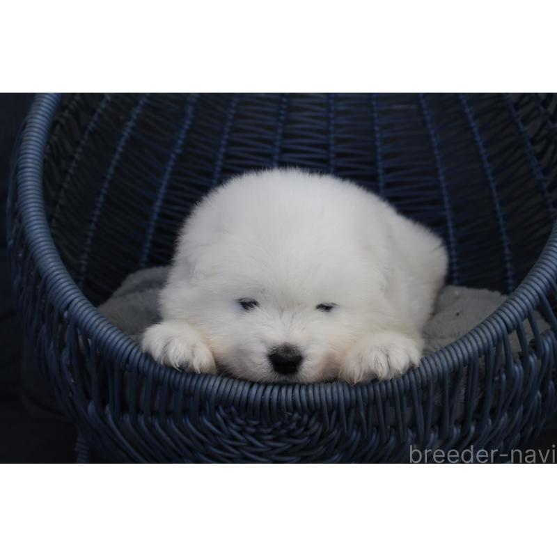 販売中の栃木県のサモエド-444941の6枚目