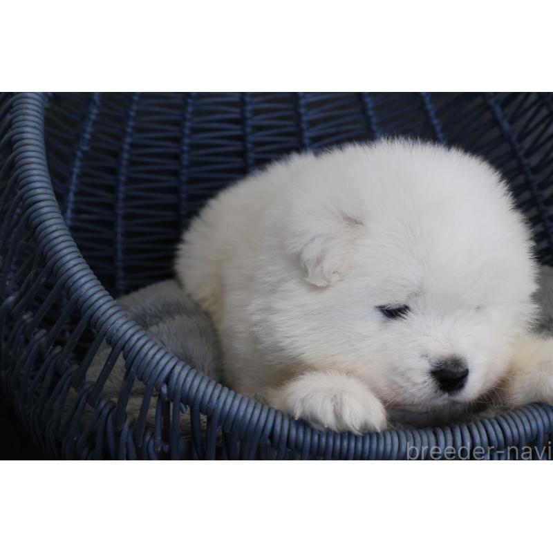 販売中の栃木県のサモエド-444941の5枚目