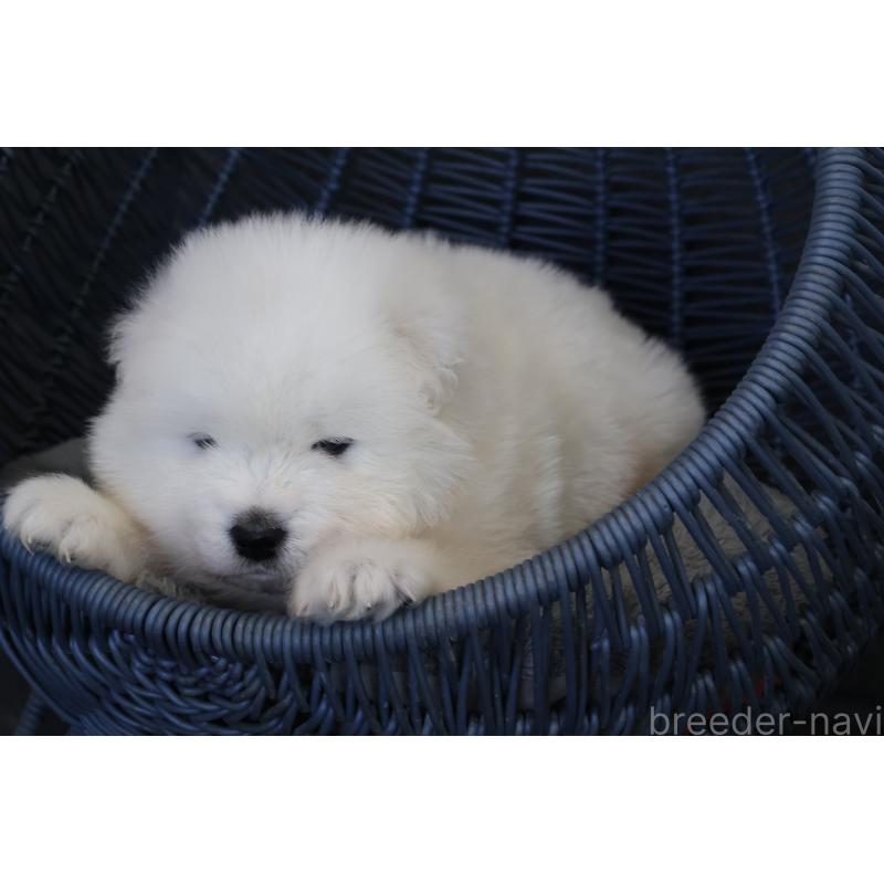 販売中の栃木県のサモエド-444941の4枚目