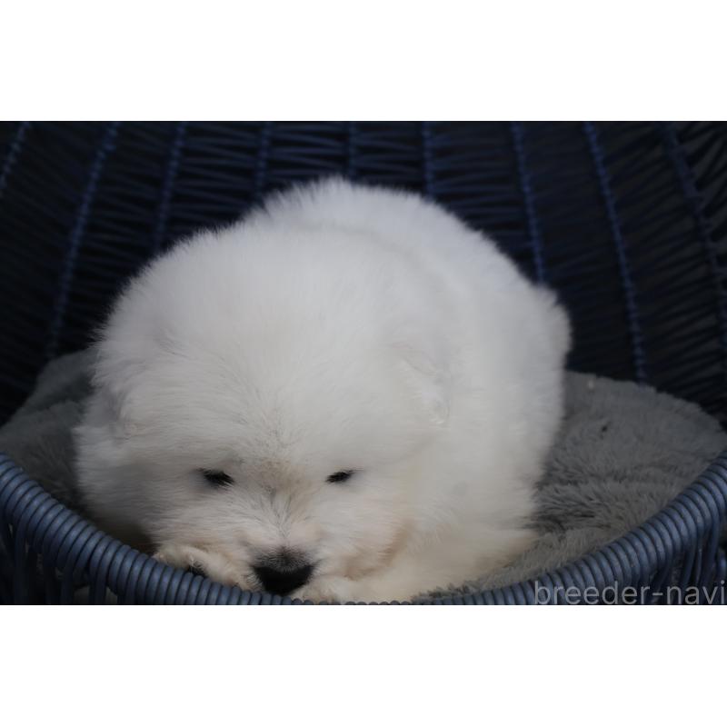 販売中の栃木県のサモエド-444941の3枚目