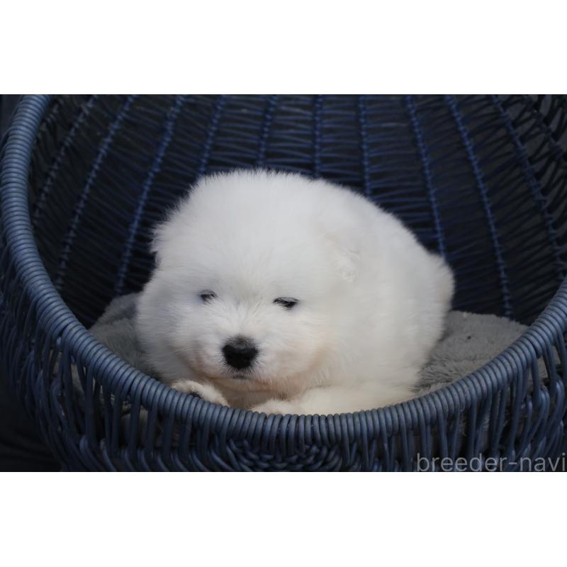 販売中の栃木県のサモエド-444941の2枚目