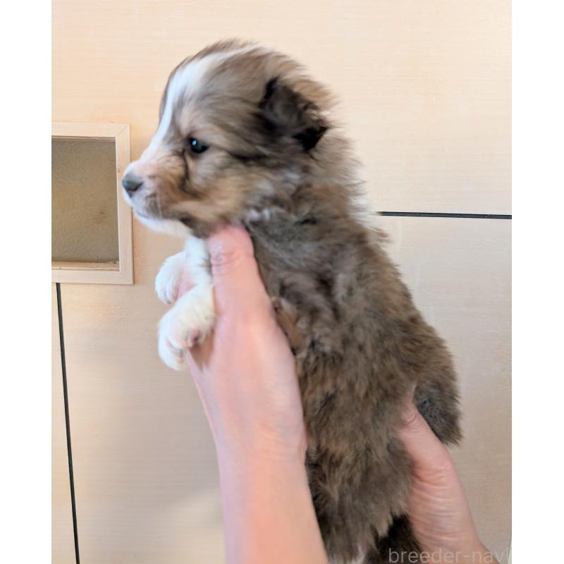 販売中の北海道のシェットランドシープドッグ(シェルティ)-444944の2枚目