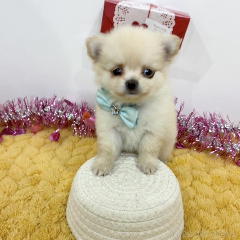 販売中の岐阜県のポメチワ:ポメラニアン×チワワ-444942の1枚目