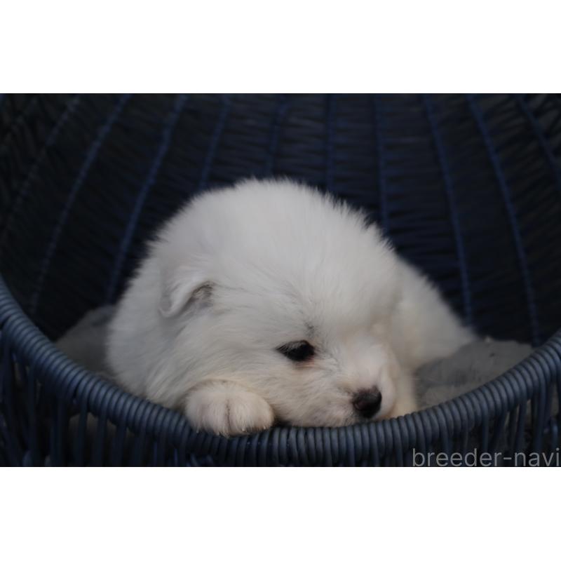 販売中の栃木県のサモエド-444943の10枚目