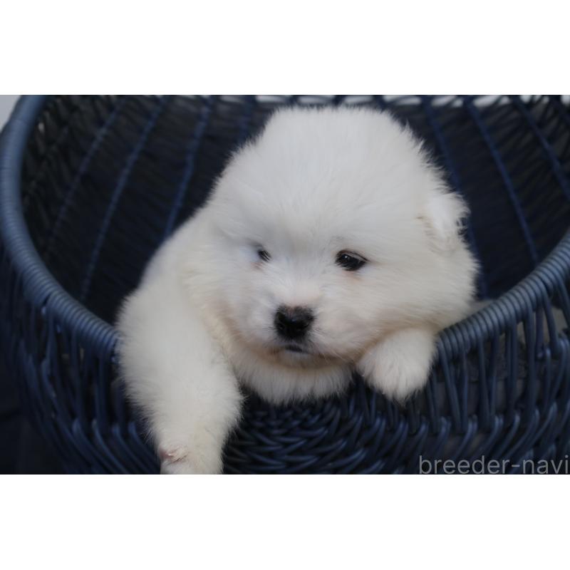 販売中の栃木県のサモエド-444943の9枚目