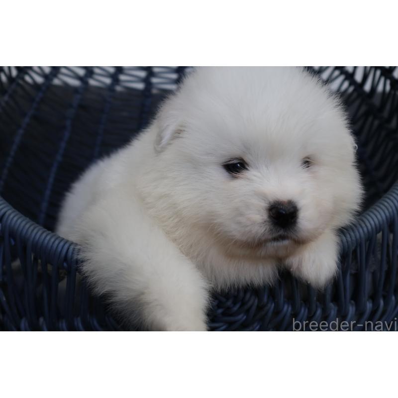 販売中の栃木県のサモエド-444943の8枚目