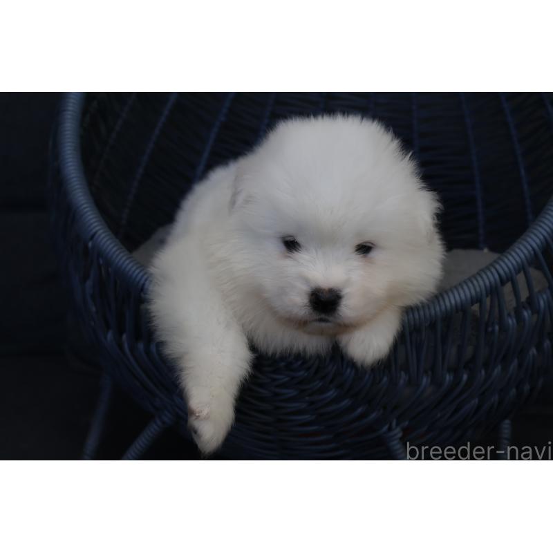 販売中の栃木県のサモエド-444943の7枚目