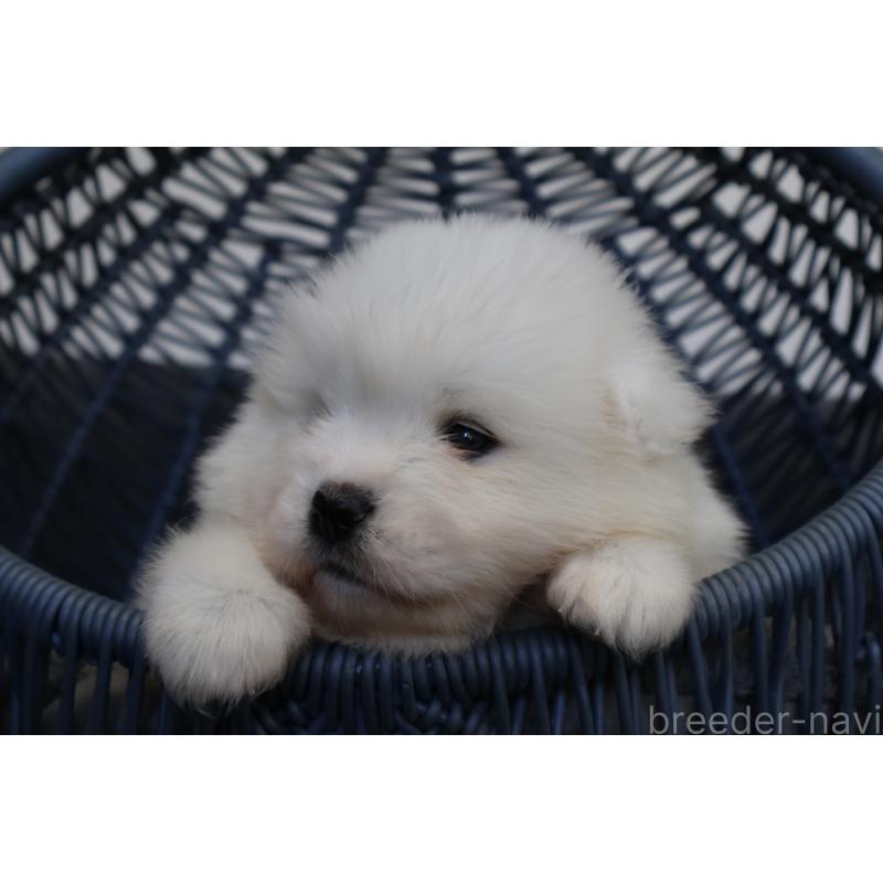 販売中の栃木県のサモエド-444943の5枚目