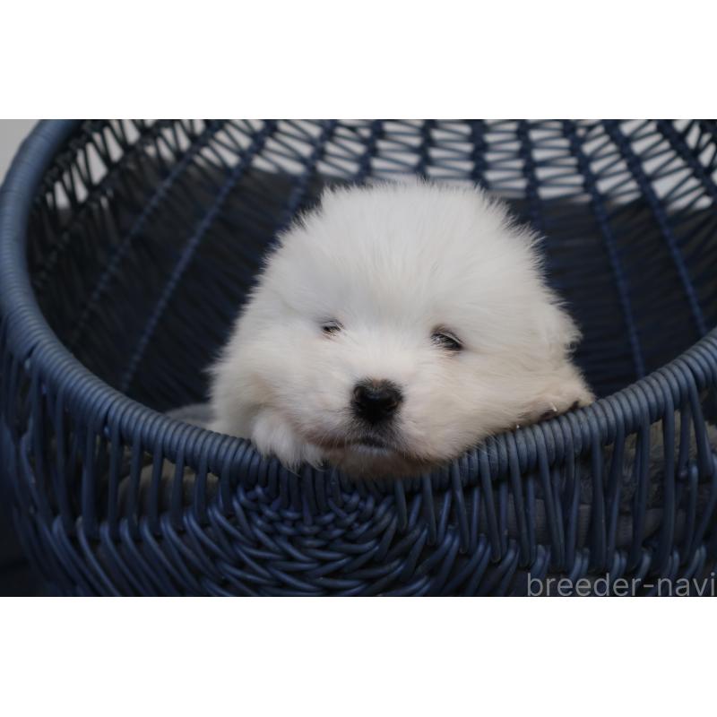 販売中の栃木県のサモエド-444943の4枚目