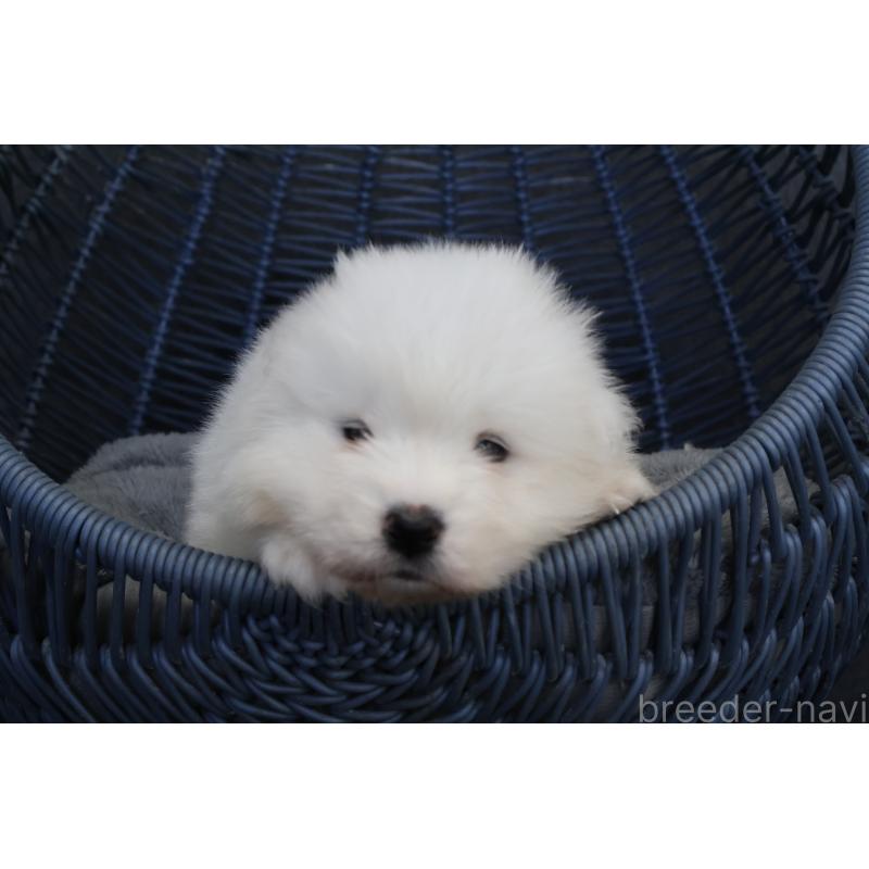 販売中の栃木県のサモエド-444943の3枚目